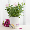 Potyn Blodau Serameg - Blodau Gwyllt | Ceramic Flower Pot - Wildflower