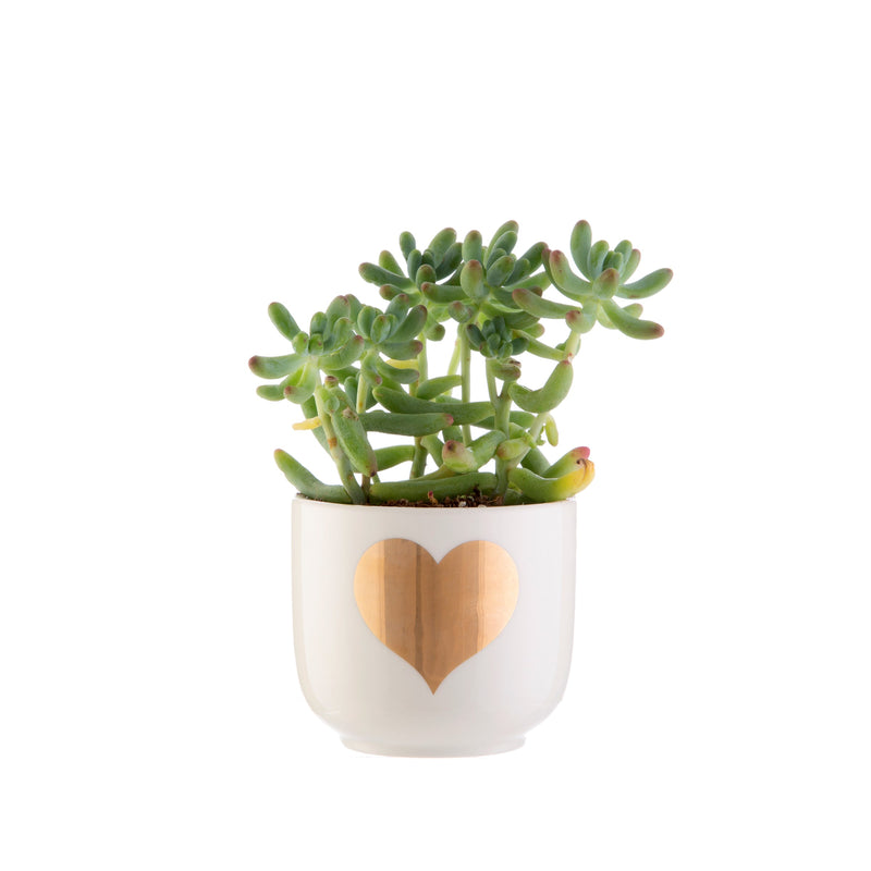 Pot Planhigyn Calon Aur Bach | Small Gold Heart Planter